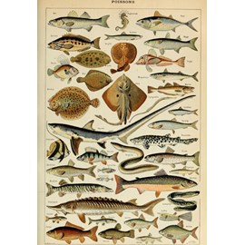 Puzzle illustration du larousse pour tous : poissons, 19è siè - 1000 pièces