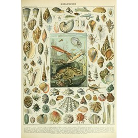 Puzzle illustration du nouveau larousse illustré : mollusques - 1000 pièces