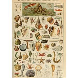 Puzzle illustration du larousse pour tous : mollusques, 19è s - 1000 pièces