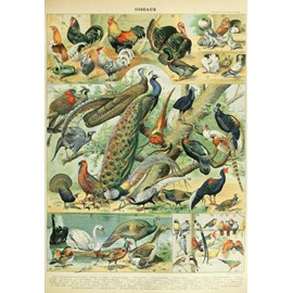 Puzzle illustration du nouveau larousse illustré : oiseaux, 1 - 1000 pièces