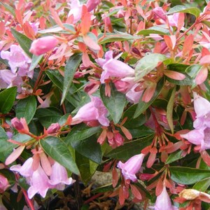 2 x abelia 'edward goucher' - 25-30 cm pot