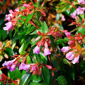 2 x abelia 'edward goucher' - 25-30 cm pot