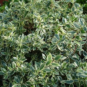 2 x abélie grandiflora  - abelia grandiflora 'confetti'  - 25-30 cm pot