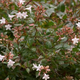 2 x abélie grandiflora  - abelia grandiflora 'confetti'  - 25-30 cm pot