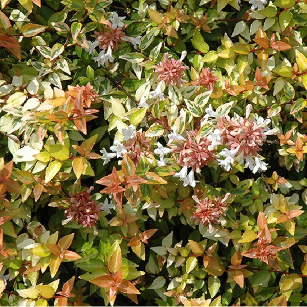 Abélie - abelia grandiflora 'kaleidoscope' - 50-60 cm pot