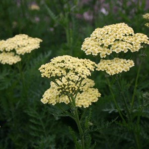 6 x achillée millefeuille  - achillea 'alabaster'  - godet 9x9 cm
