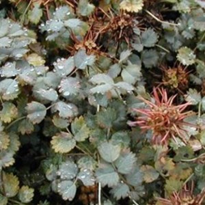 6 x lampourde de magellan - acaena buchananii  - godet 9x9 cm