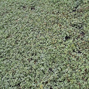 6 x lampourde de magellan - acaena buchananii  - godet 9x9 cm