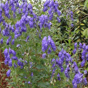 6 x aconit de carmichael  - aconitum carmichaelii 'arendsii'  - godet 9x9 cm
