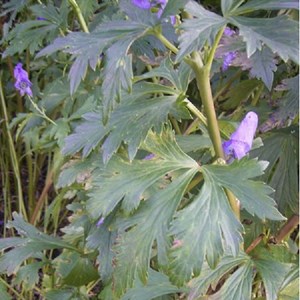 6 x aconit de carmichael  - aconitum carmichaelii 'arendsii'  - godet 9x9 cm