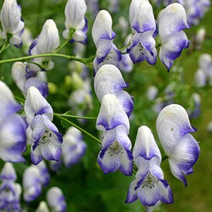 6 x aconit  - aconitum cammarum 'bicolor'  - godet 9x9 cm