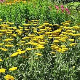 6 x achillée millefeuille  - achillea 'coronation gold'  - godet 9x9 cm