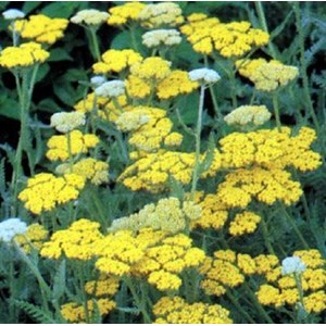 6 x achillée millefeuille  - achillea 'coronation gold'  - godet 9x9 cm