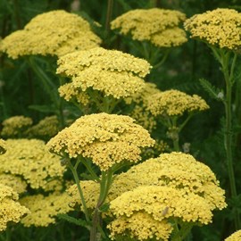 6 x achillée  - achillea 'credo'  - godet 9x9 cm