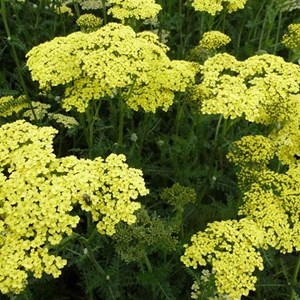 6 x achillée  - achillea 'credo'  - godet 9x9 cm