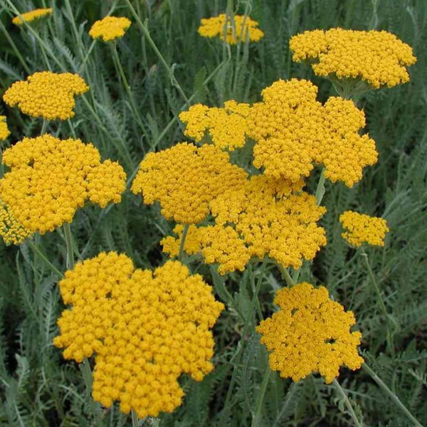 Arborix - 6 x achillée  - achillea filipendulina 'cloth of gold'  - godet 9x9 cm