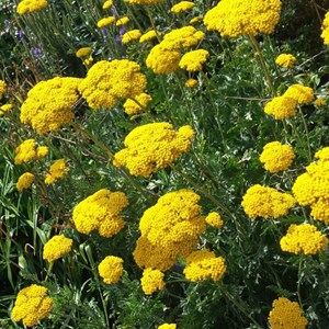6 x achillée  - achillea filipendulina 'cloth of gold'  - godet 9x9 cm