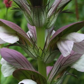 6 x acanthe de hongrie  - acanthus 'hollande du nord'  - godet 9x9 cm