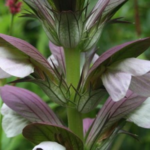 6 x acanthe de hongrie  - acanthus 'hollande du nord'  - godet 9x9 cm