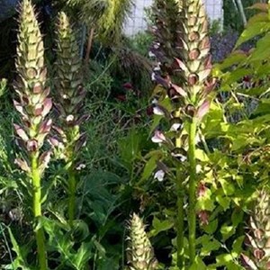 6 x acanthe de hongrie  - acanthus 'hollande du nord'  - godet 9x9 cm