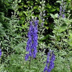 6 x casque de jupiter  - aconitum henryi 'spark's variety'  - godet 9x9 cm