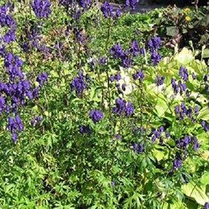 6 x casque de jupiter  - aconitum henryi 'spark's variety'  - godet 9x9 cm