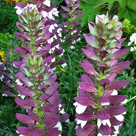 6 x acanthe de hongrie - acanthus hungaricus  - godet 9x9 cm