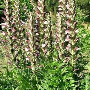 6 x acanthe de hongrie - acanthus hungaricus  - godet 9x9 cm