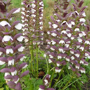 6 x acanthe de hongrie  - acanthus hungaricus 'white lips'  - godet 9x9 cm