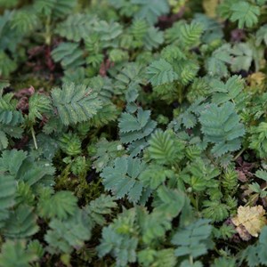 6 x lampourde de magellan - acaena magellanica  - godet 9x9 cm