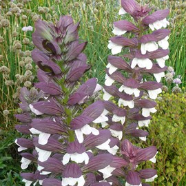 6 x acanthe mollis  - acanthus mollis 'albiflorus'  - godet 9x9 cm