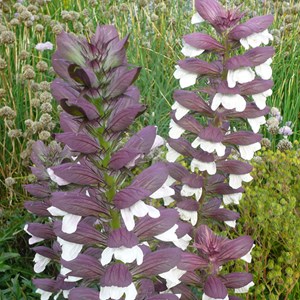 6 x acanthe mollis  - acanthus mollis 'albiflorus'  - godet 9x9 cm