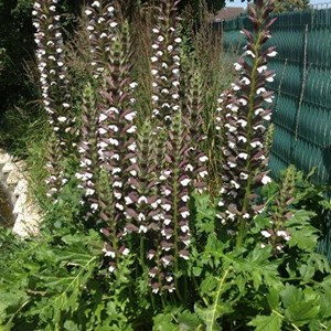 6 x acanthe mollis  - acanthus mollis 'albiflorus'  - godet 9x9 cm