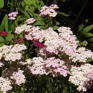Achillée  - achillea millefolium 'cerise queen'  - godet 9x9 cm