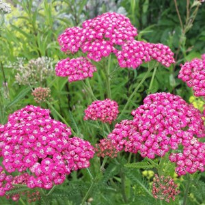 6 x achillée  - achillea millefolium 'cerise queen'  - godet 9x9 cm