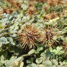 6 x lampourde à petites feuilles - acaena microphylla  - godet 9x9 cm