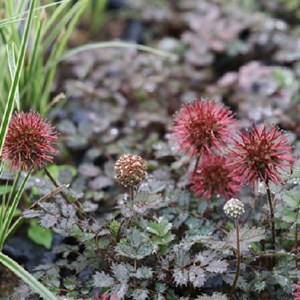 6 x lampourde à petites feuilles - acaena microphylla  - godet 9x9 cm