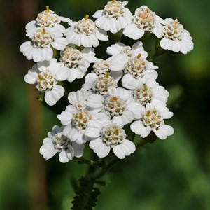 6 x achillée millefeuille - achillea millefolium  - godet 9x9 cm
