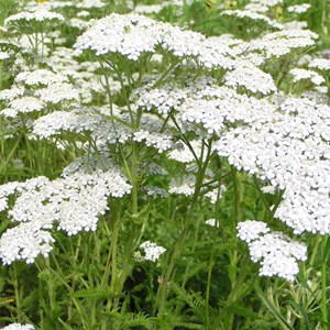 6 x achillée millefeuille - achillea millefolium  - godet 9x9 cm