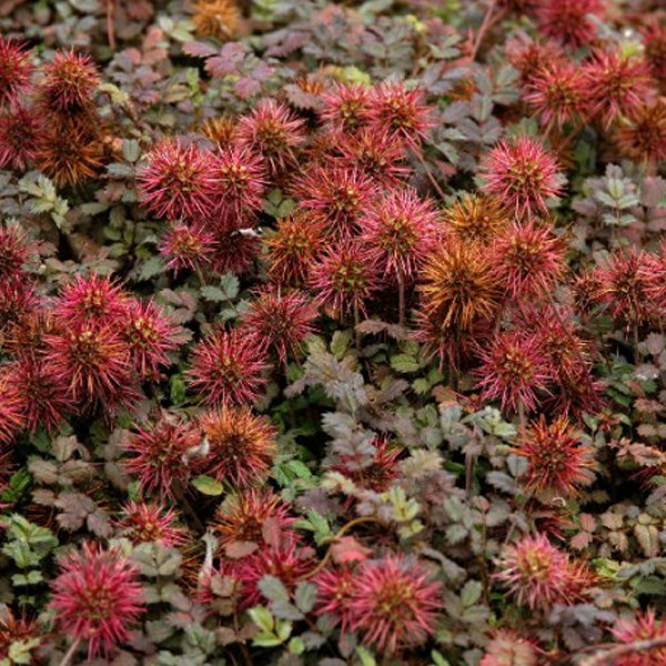 Arborix - 6 x lampourde 'tapis de cuivre' - acaena microphylla 'kupferteppich' - godet