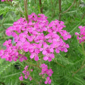 Achillée  - achillea millefolium 'lilac beauty'  - godet 9x9 cm