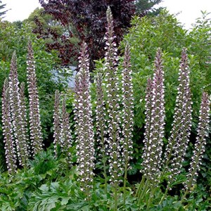 6 x acanthe à feuilles molles - acanthus mollis  - godet 9x9 cm