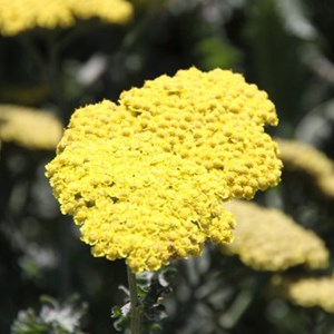 6 x achillée  - achillea 'moonshine'  - godet 9x9 cm