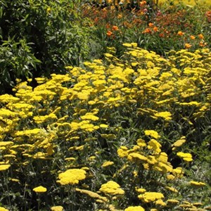 6 x achillée  - achillea 'moonshine'  - godet 9x9 cm