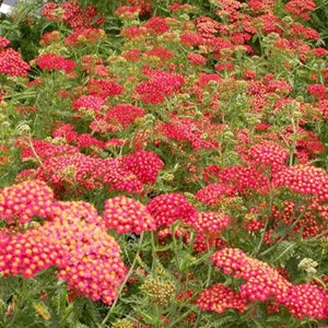 Achillée millefeuille  - achillea millefolium 'paprika'  - godet 9x9 cm