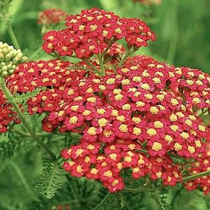 6 x achillée millefeuille  - achillea millefolium 'paprika'  - godet 9x9 cm