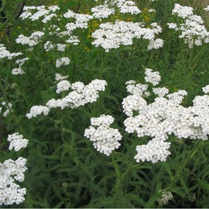 Achillée  - achillea millefolium 'weisses wunder'  - godet 9x9 cm