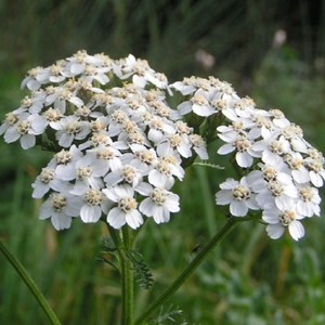 6 x achillée  - achillea millefolium 'weisses wunder'  - godet 9x9 cm