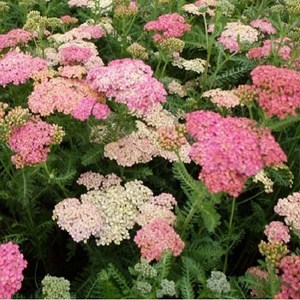 6 x achillée millefeuille - achillea millefolium 'wesersandstein' - godet 9x9