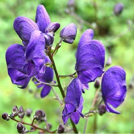 6 x casque de jupiter - aconitum napellus  - godet 9x9 cm